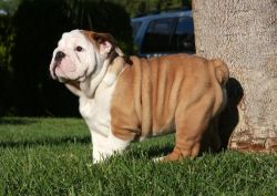 Englsih Bulldog puppies ready to relocate.