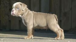 gdfg english male bulldog puppy available ***