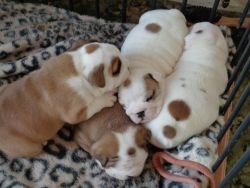 English bull dogs pups to go