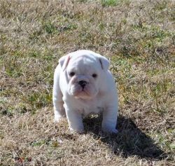 Wow! Lovely English Bulldog Puppies For New Homes