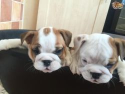 Kc Reg English Bulldogs Pups For Sale