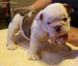 English Bulldog puppies Available for Rehoming