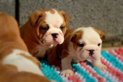 excellent show quality english bulldogs puppies