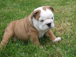 Pedigree English Bulldog Puppies For Sale