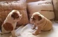 male and female english bulldog for rehoming