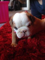 cute english bull dogs for rehoming