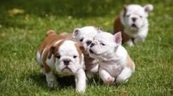 English Bulldog puppies.