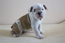 Adorable English Bull Dog Puppies Ready To Go