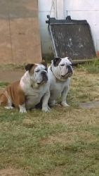 english bull dog puppies available