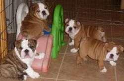 Quality Registered Bulldog Puppies