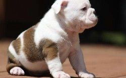 English Bulldog ,these Puppies Are Well Trained