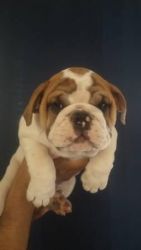 Lovely English Bulldogs With Lots Of Brindle