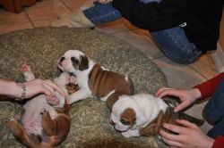 Top Quality Akc English Bulldog Puppy For Sale