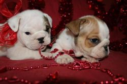 English Bulldog Kc Reg Puppies For Sale