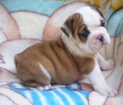 The Best Looking English Bulldog Puppies