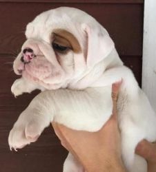 cute looking and lovely english bulldogs