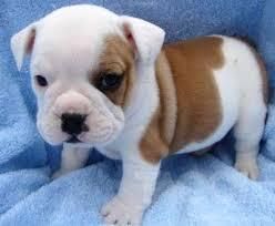 cute english bulldog puppies available