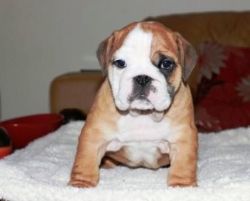 adorable English bulldog puppies male and female.
