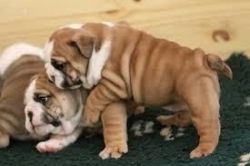 afectionate english bull dog puppies available
