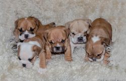 English Bulldog Puppies for lovely homes