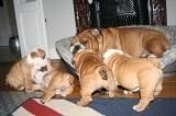Cute English bulldogs for rehome