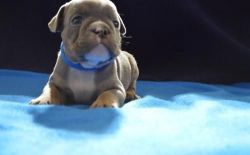 Personality English Bulldog Puppies For Sale