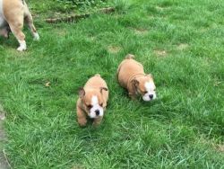 English Bulldog Puppies With Show Potential