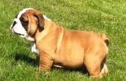 lovely English bull dog pup for sale