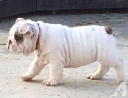 exceptional English bull pup ready now