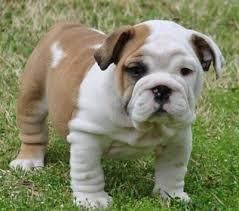 adorable English bull pup for sale
