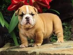 beautiful bloodline English bull dog pup for sale