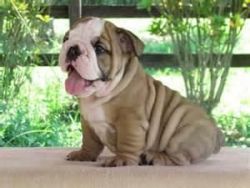 Cute English Bulldog Puppies For Great Homes