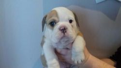 Adorable bulldogs for sale at good prices