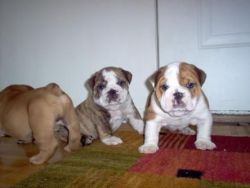 Intelligent english bulldog puppies for rehoming