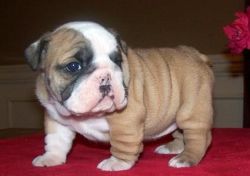 Cute English Bulldog puppies for you.