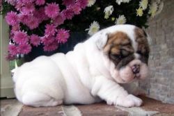 English Bulldog Available To All Breeds