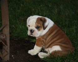 Rehoming an awesome bulldog to a loving home.