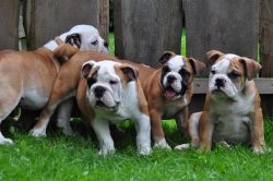 healthy English bulldog for a new home