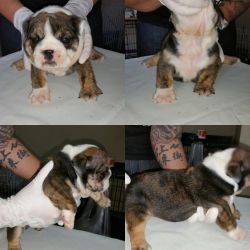 English buldog females akc puppies color carrier