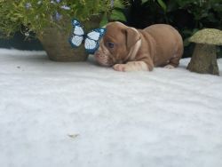 lovely english bulldog puppy for lovely homes