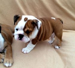 Beautiful english bulldog puppy for lovely homes