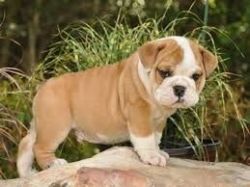 english bulldogs wrinkle puppies for sale