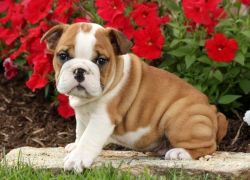 English Bulldog Puppy~quality, Healthy Akc Male~