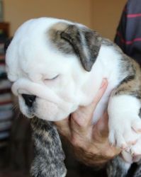 Cute English Bulldog Puppies For Adorable Home