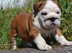 Chunky British Bulldog Puppies For Sale