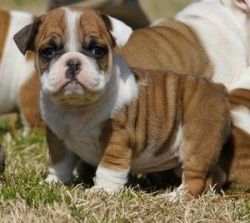 English Bulldogs For Adoption