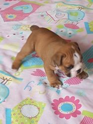 cute english bulldog puppies available now