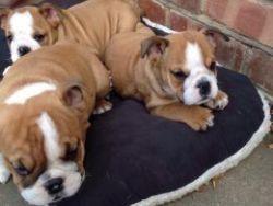 Tri Carrier English Bulldog Pup Ready To Leave