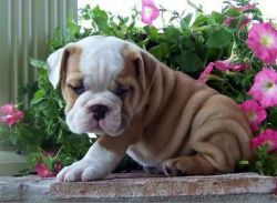 Sweet Adorable English Bulldog(xxx)xxx-xxxx
