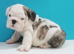 English Bulldogs Puppies Available For Sale $500